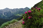 89 ... discendo il sent. 101 fiorito di rododendri con vista a dx sulla costiera Cavallo-Pegherolo